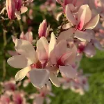 Yellow House - 5 דירה *