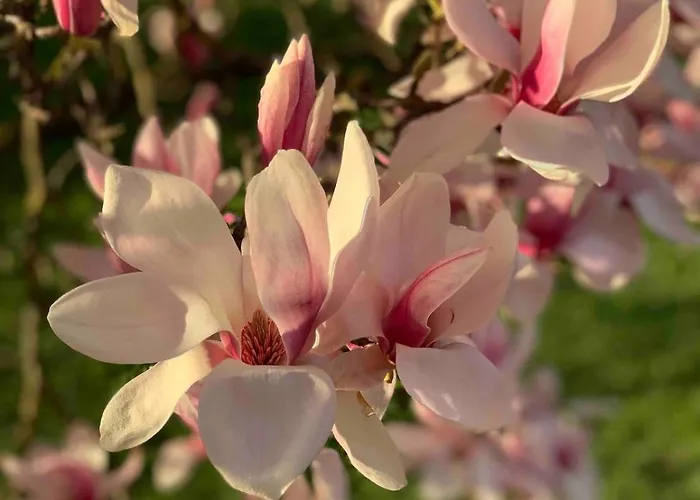 Yellow House - 5 Apartman *